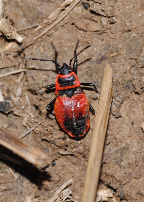 Pyrrhocoridae: Pyrrhocoris apterus del Lazio (RM)